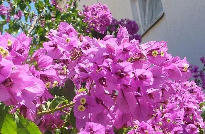 Hvar Casa de hóspedes Hvar Town