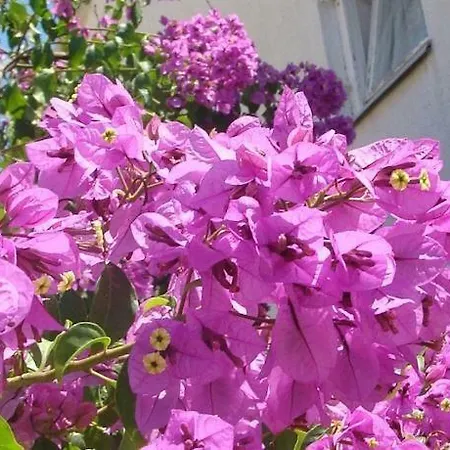 Hvar Gostinjska kuća Hvar Town